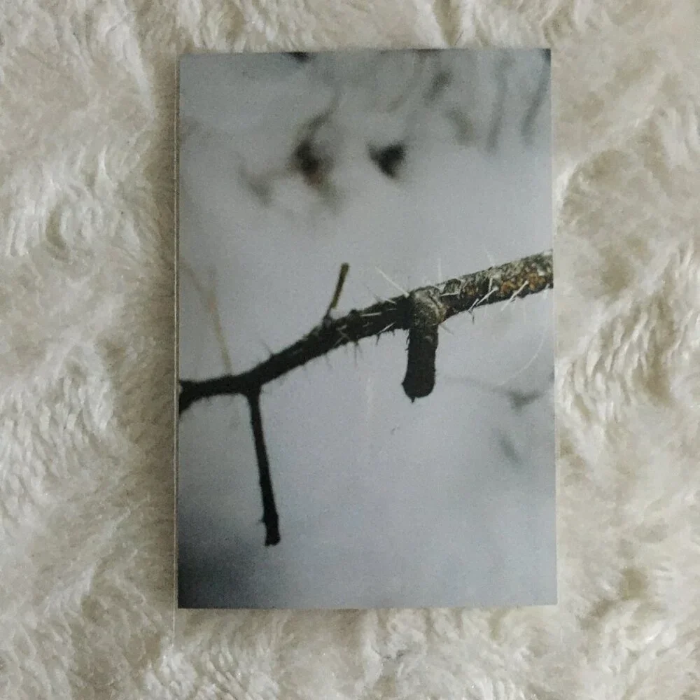 Set of 4 Original Canadian Winter Photographs Nature Bark Twigs River Macro Art - Picture 4 of 7